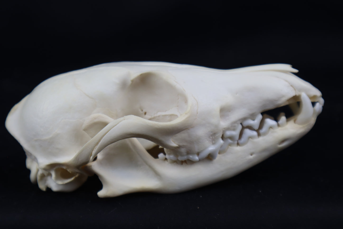 Craft Red Fox Skull