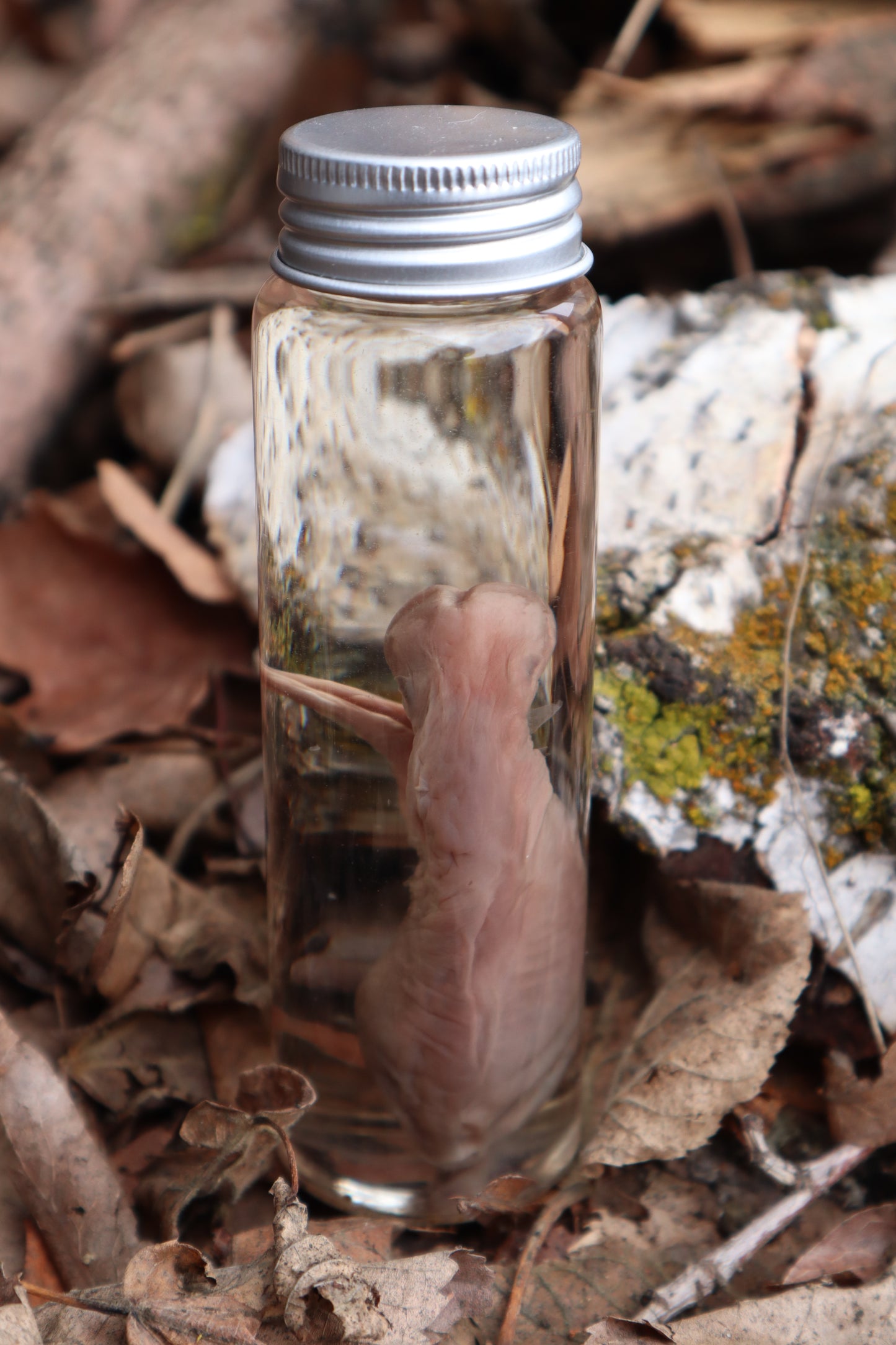Fetal Coyote Pup Wet Specimen with Gastroschisis