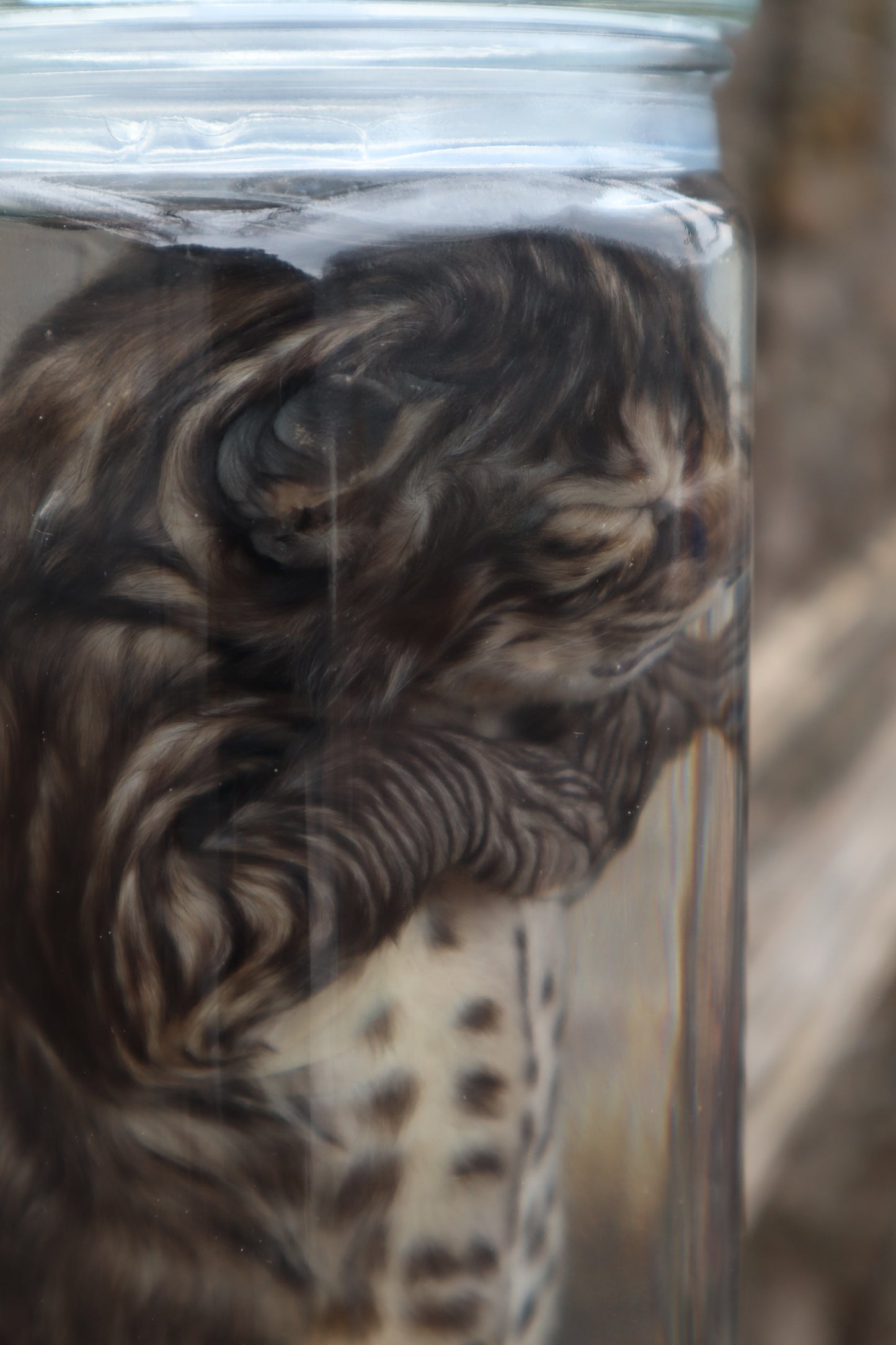 Fetal Bobcat Wet Specimen