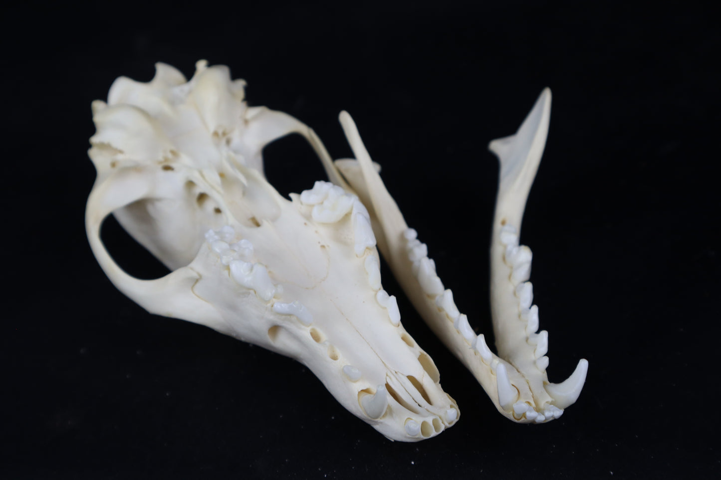 Craft Red Fox Skull