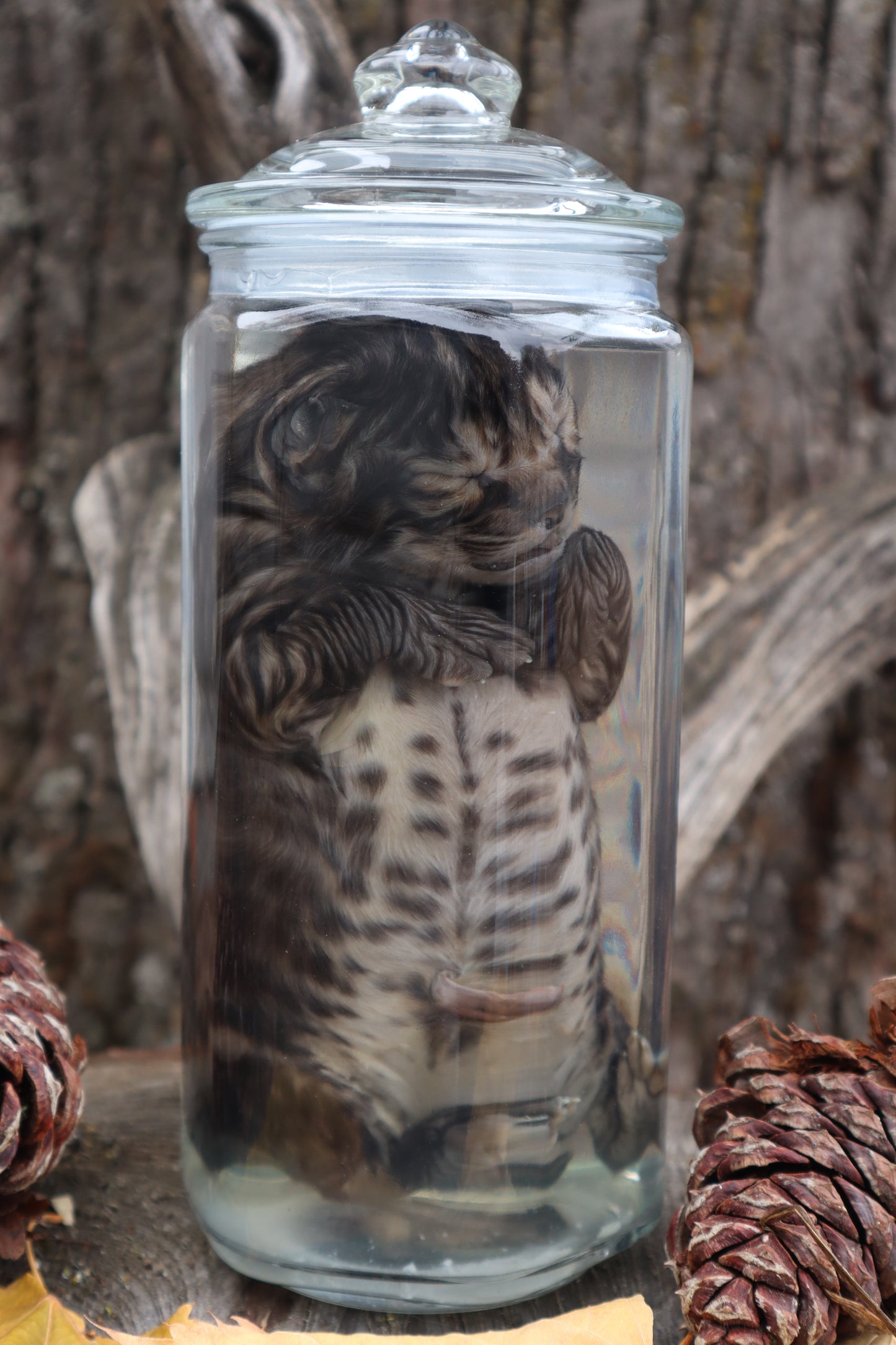 Fetal Bobcat Wet Specimen