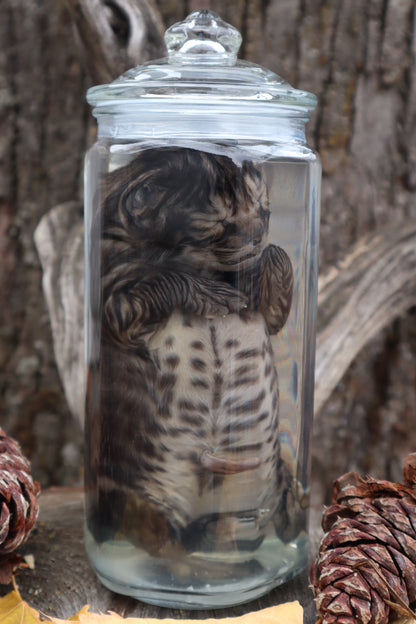 Fetal Bobcat Wet Specimen