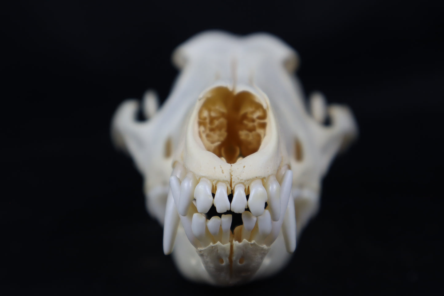 Pathological Coyote Skull