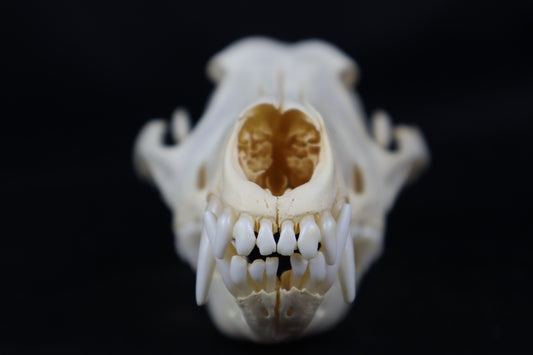 Pathological Coyote Skull