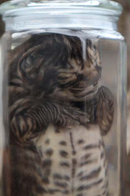 Fetal Bobcat Wet Specimen