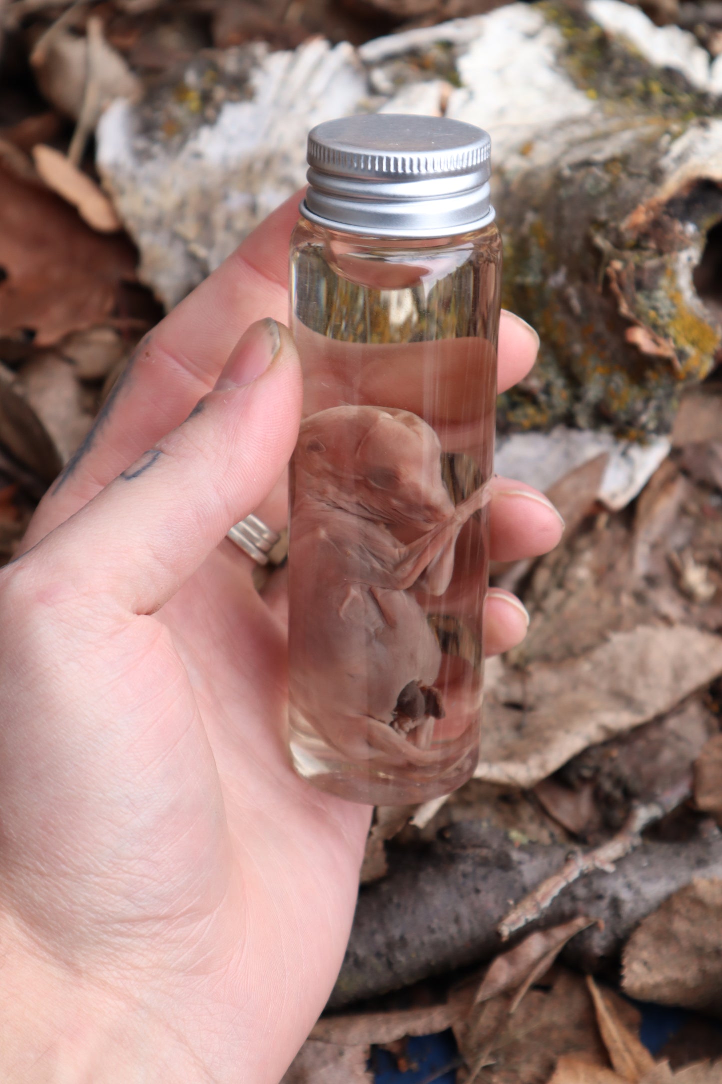 Fetal Coyote Pup Wet Specimen with Gastroschisis