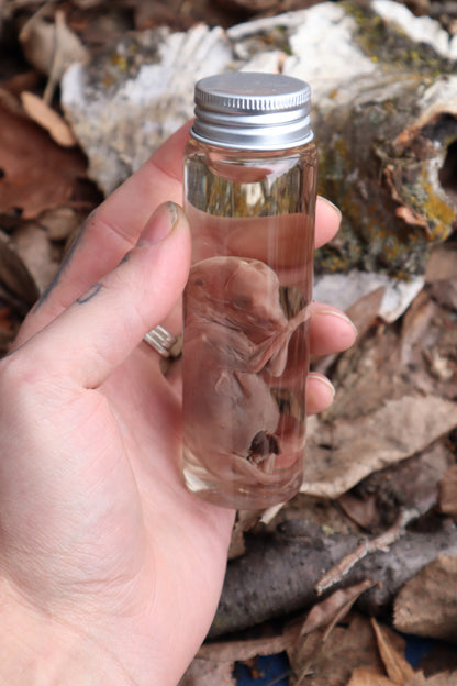 Fetal Coyote Pup Wet Specimen with Gastroschisis