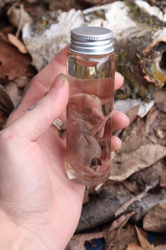 Fetal Coyote Pup Wet Specimen with Gastroschisis
