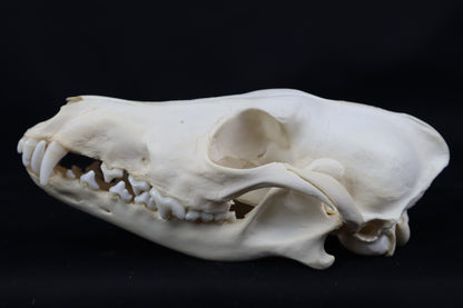 Pathological Coyote Skull