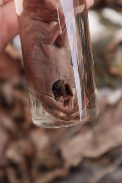 Fetal Coyote Pup Wet Specimen with Gastroschisis
