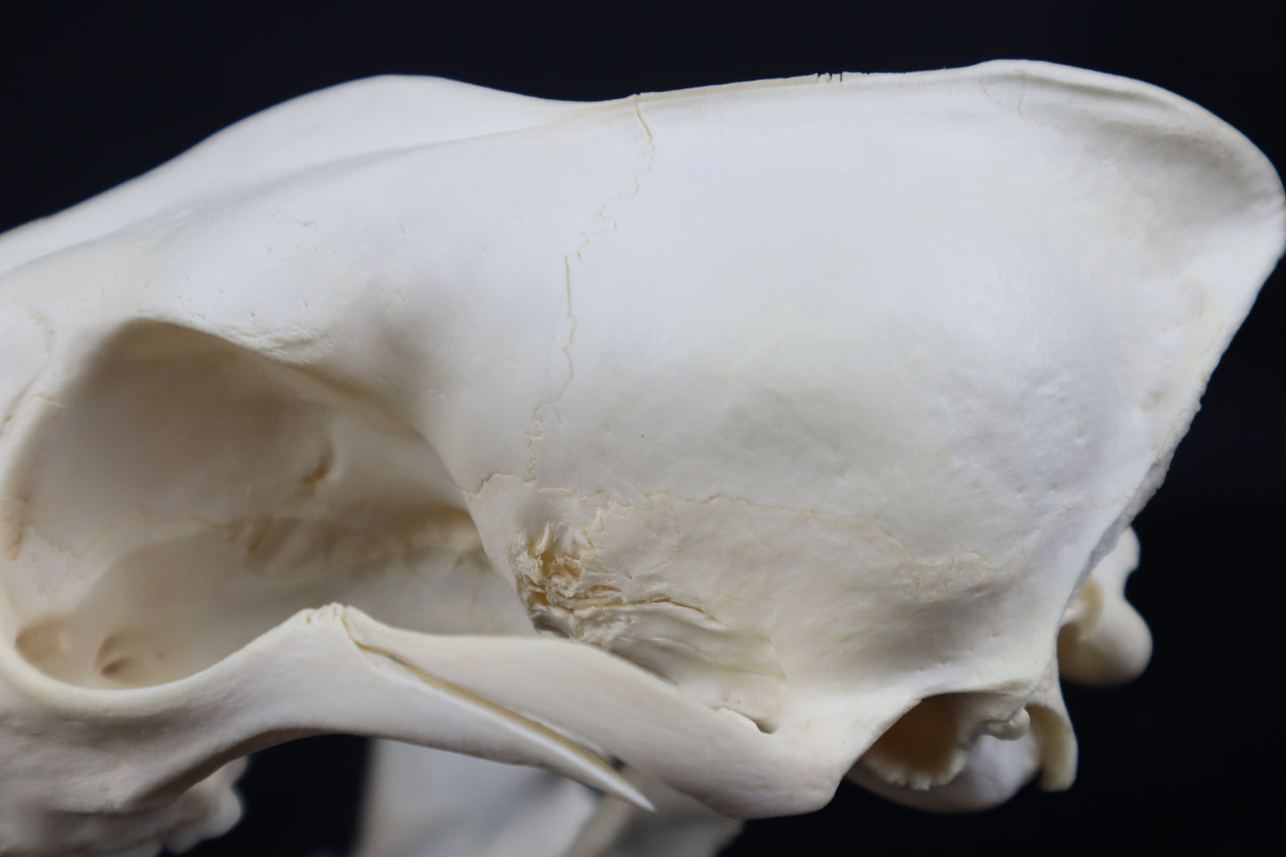 Pathological Coyote Skull