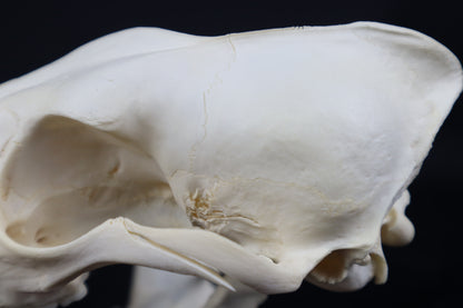 Pathological Coyote Skull