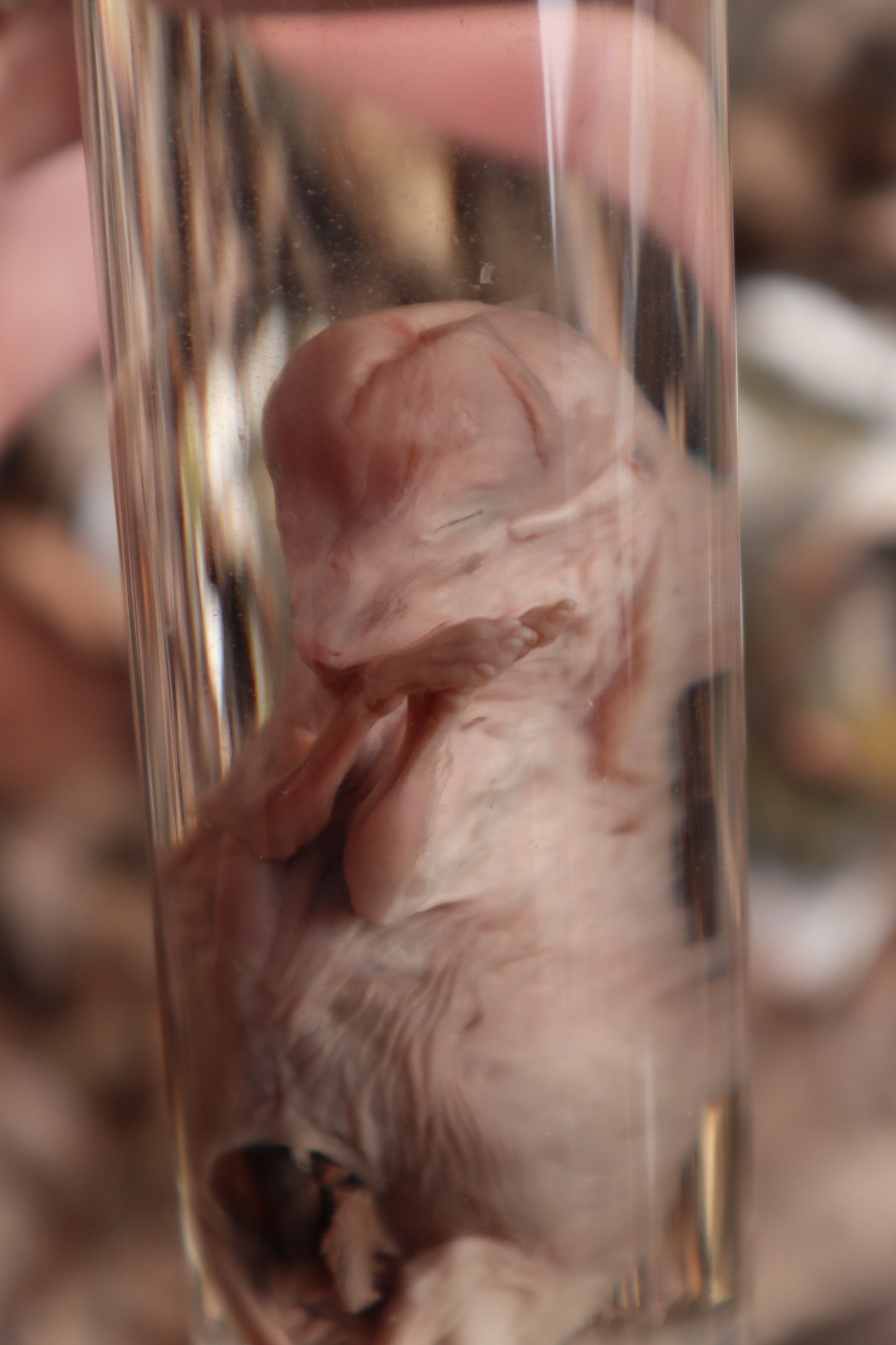 Fetal Coyote Pup Wet Specimen with Gastroschisis