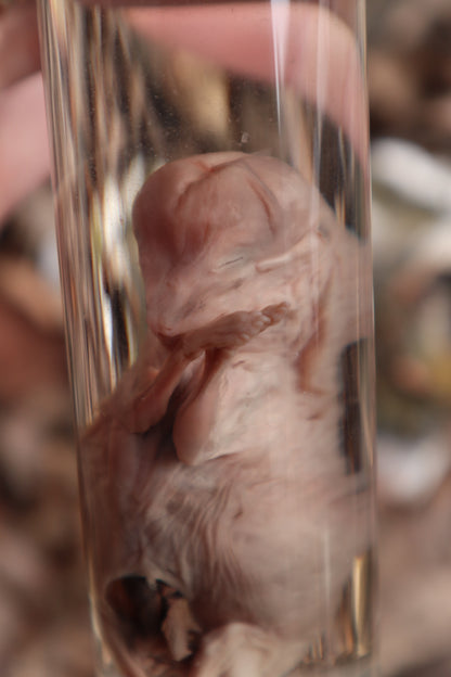 Fetal Coyote Pup Wet Specimen with Gastroschisis