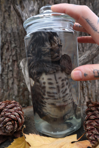 Fetal Bobcat Wet Specimen