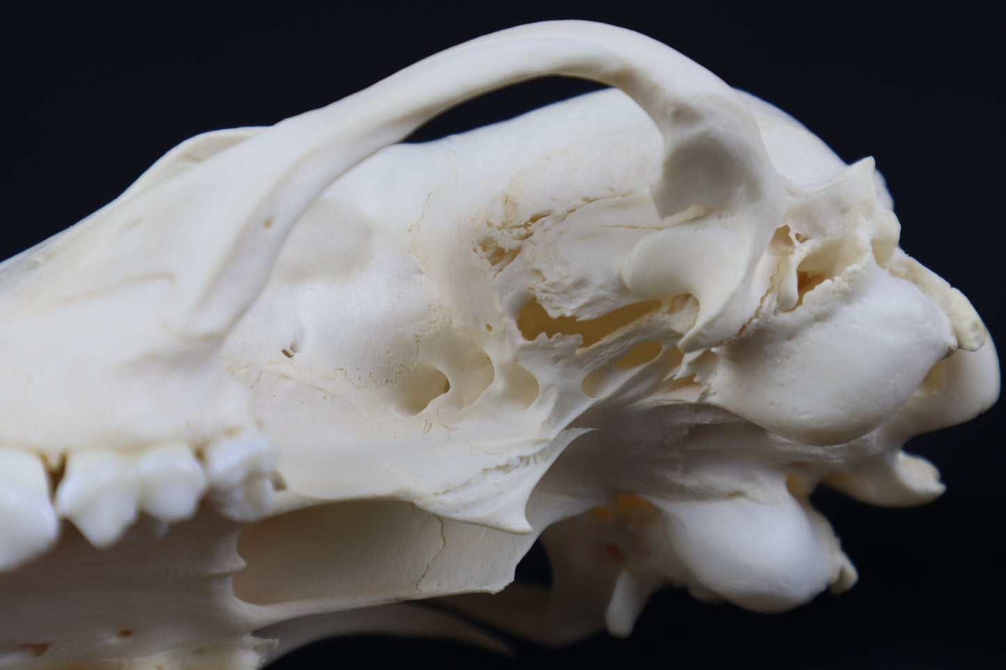 Pathological Coyote Skull
