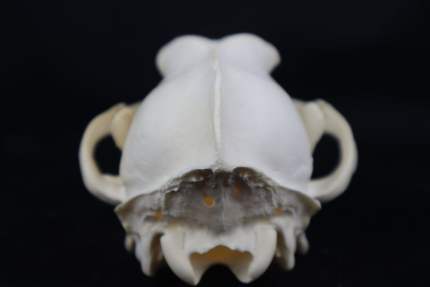 Pathological Coyote Skull