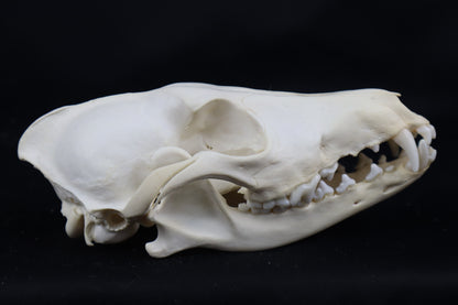Pathological Coyote Skull