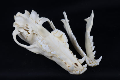 Pathological Coyote Skull