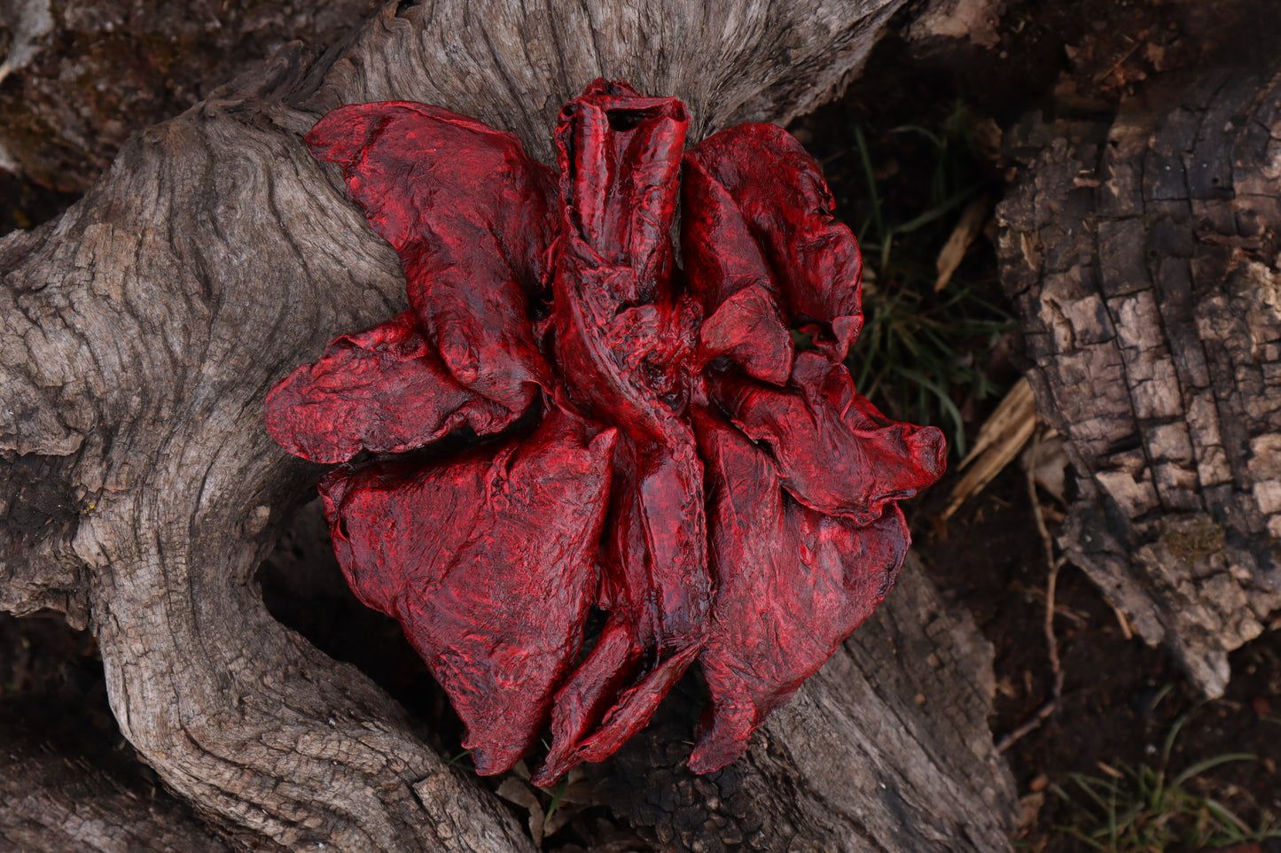 Dry Preserved Northern Rocky Mountain Timber Wolf Lungs