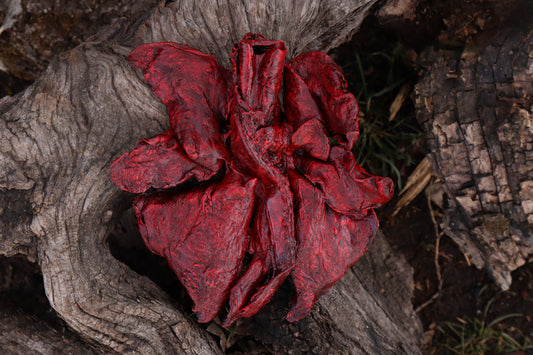 Dry Preserved Northern Rocky Mountain Timber Wolf Lungs
