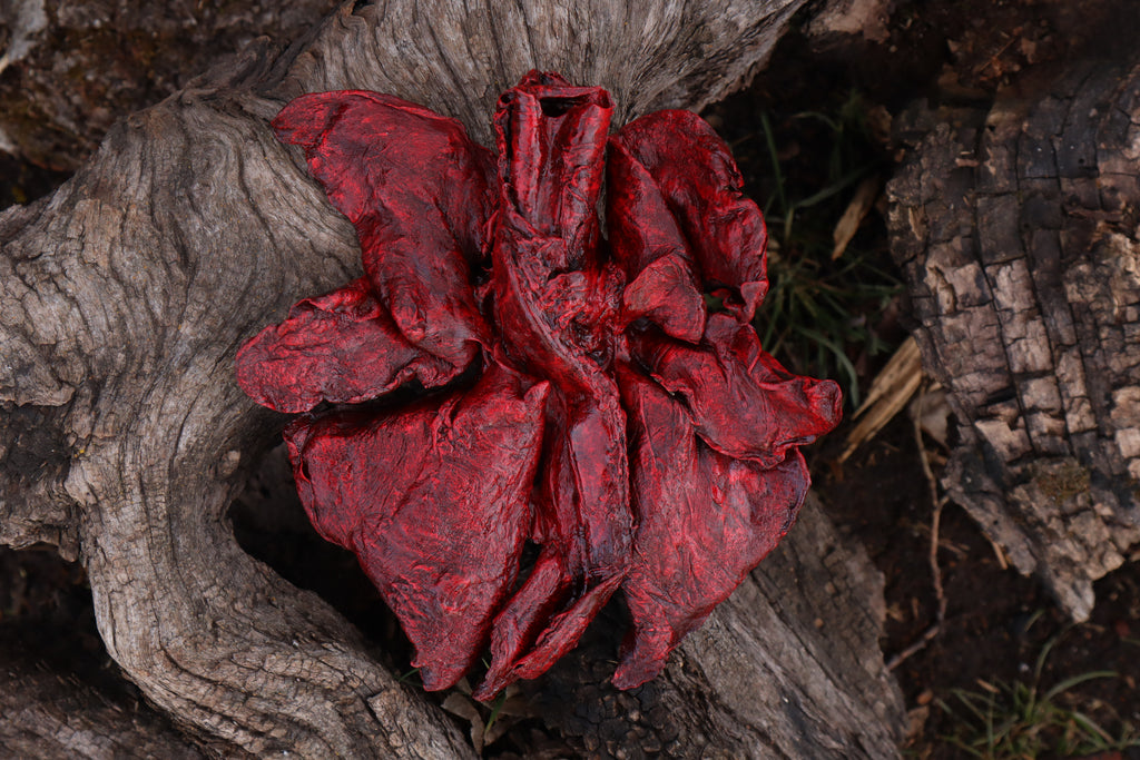 Dry Preserved Northern Rocky Mountain Timber Wolf Lungs