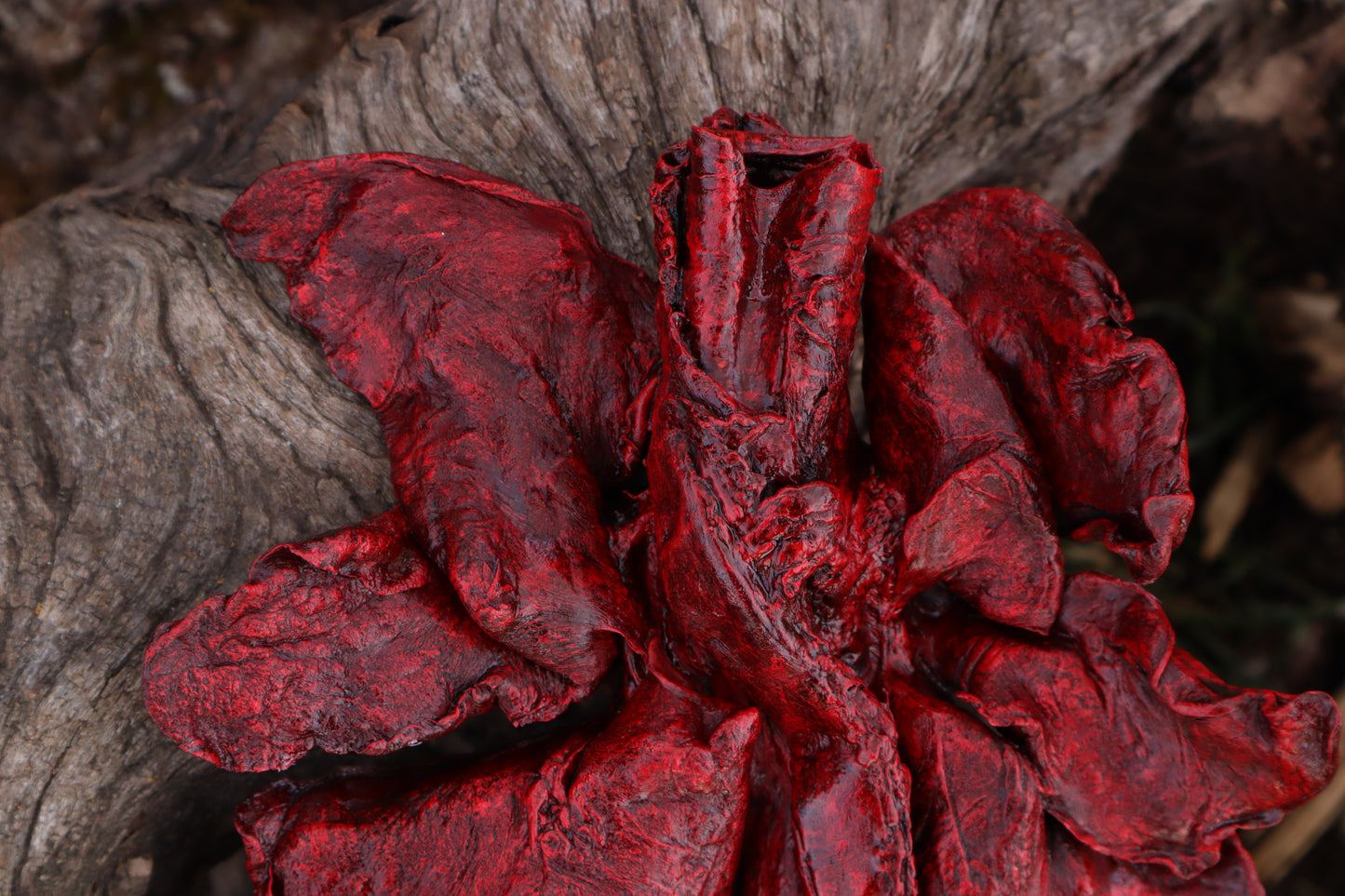 Dry Preserved Northern Rocky Mountain Timber Wolf Lungs
