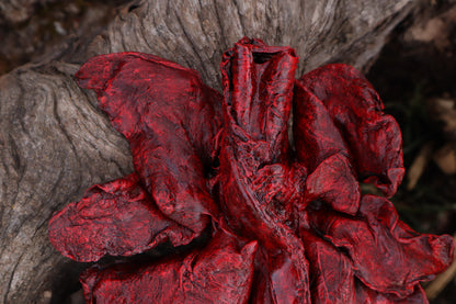 Dry Preserved Northern Rocky Mountain Timber Wolf Lungs
