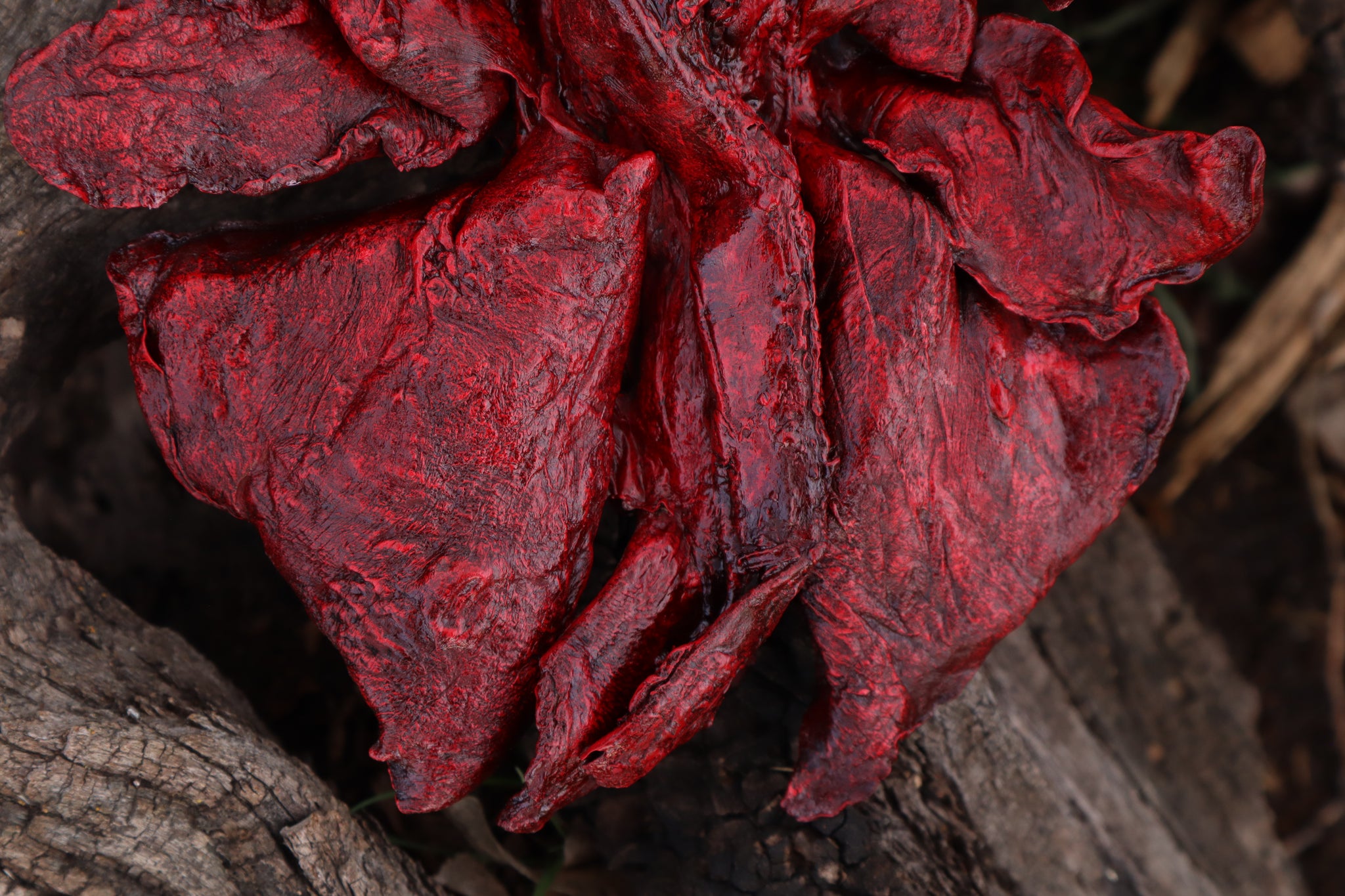 Dry Preserved Northern Rocky Mountain Timber Wolf Lungs