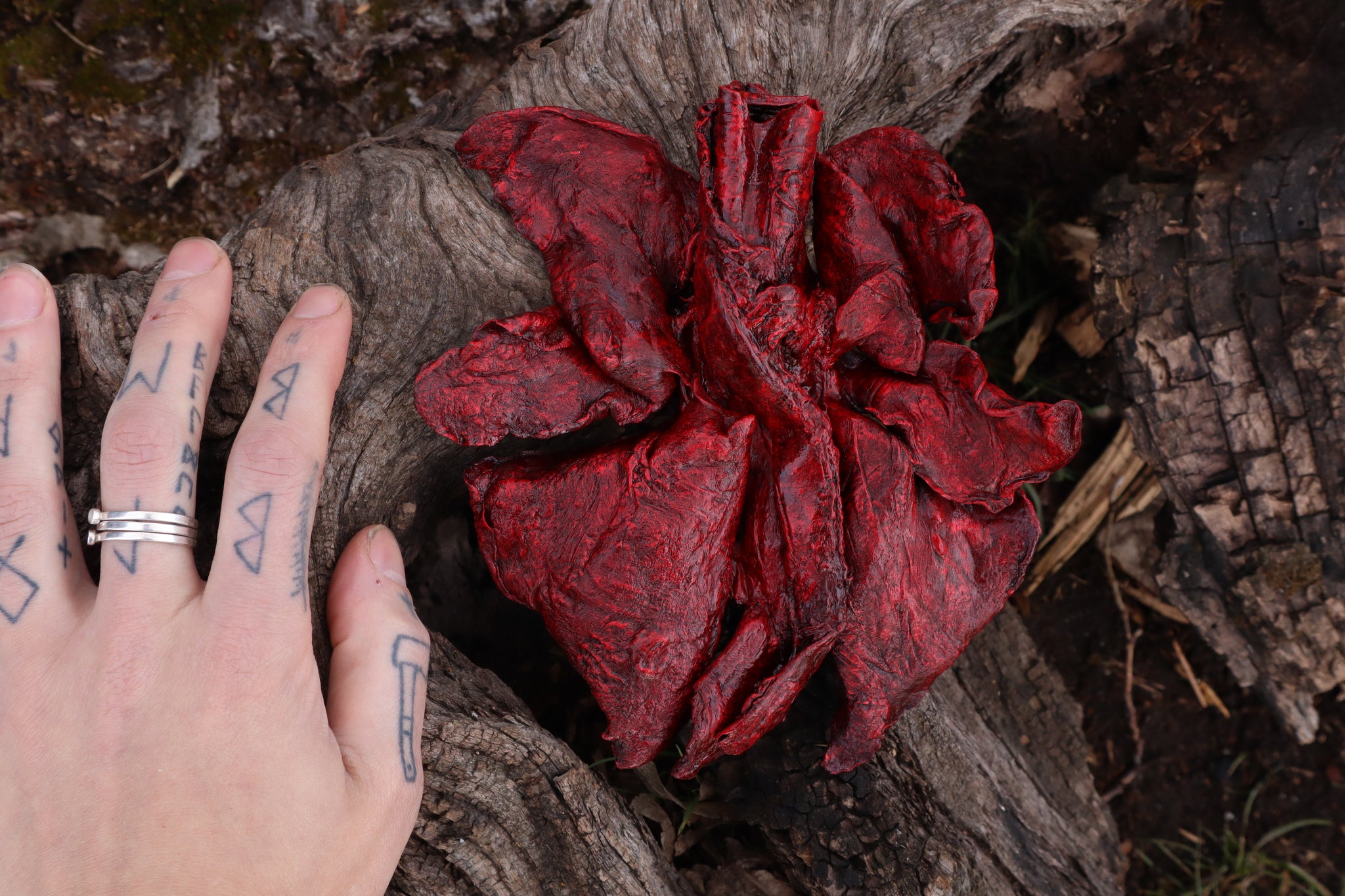 Dry Preserved Northern Rocky Mountain Timber Wolf Lungs