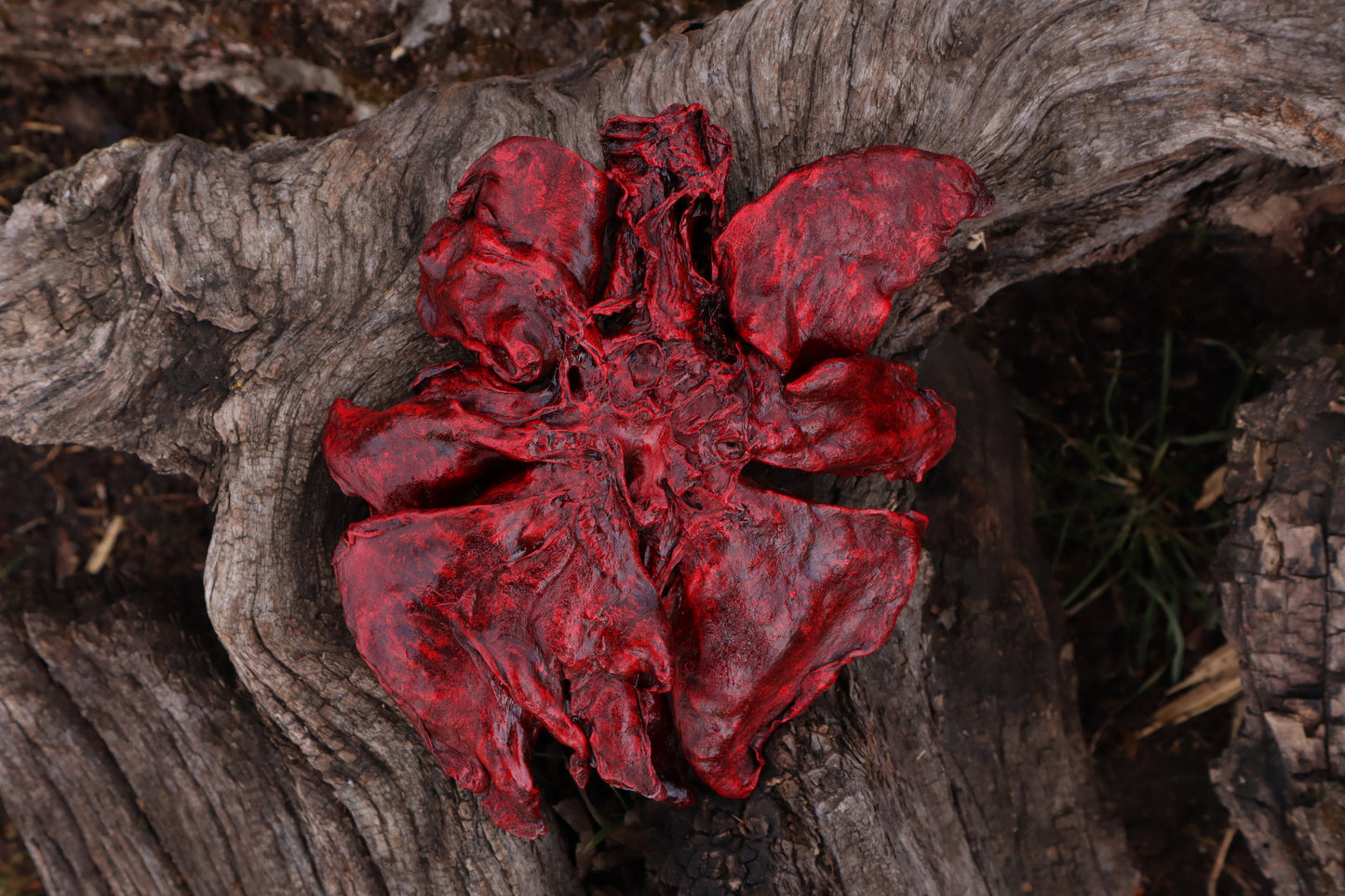 Dry Preserved Northern Rocky Mountain Timber Wolf Lungs