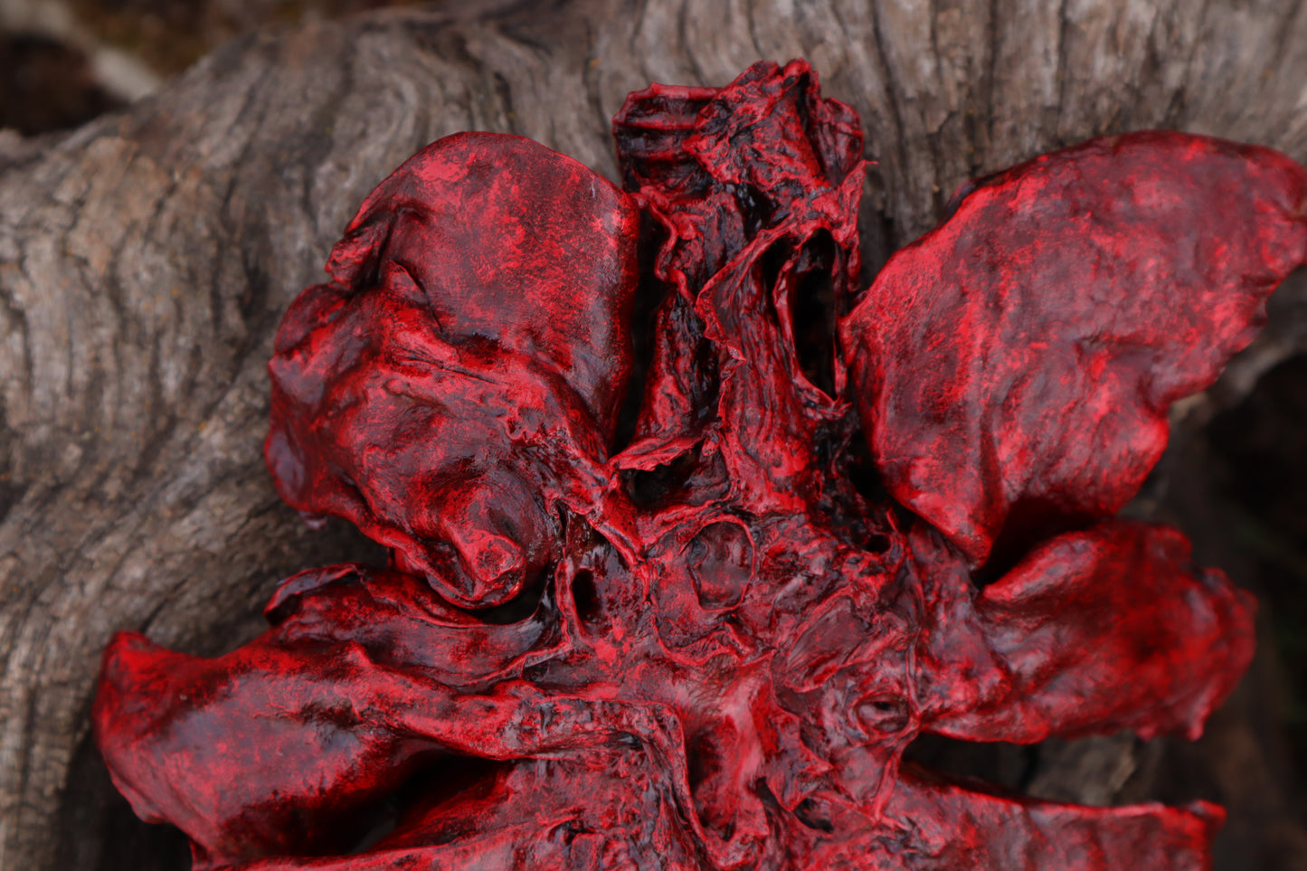 Dry Preserved Northern Rocky Mountain Timber Wolf Lungs