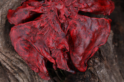 Dry Preserved Northern Rocky Mountain Timber Wolf Lungs