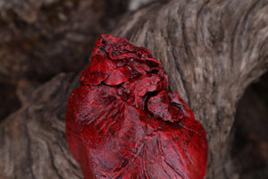 Dry Preserved Northern Rocky Mountain Timber Wolf Heart