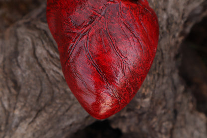 Dry Preserved Northern Rocky Mountain Timber Wolf Heart