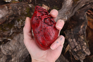 Dry Preserved Northern Rocky Mountain Timber Wolf Heart