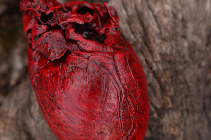 Dry Preserved Northern Rocky Mountain Timber Wolf Heart