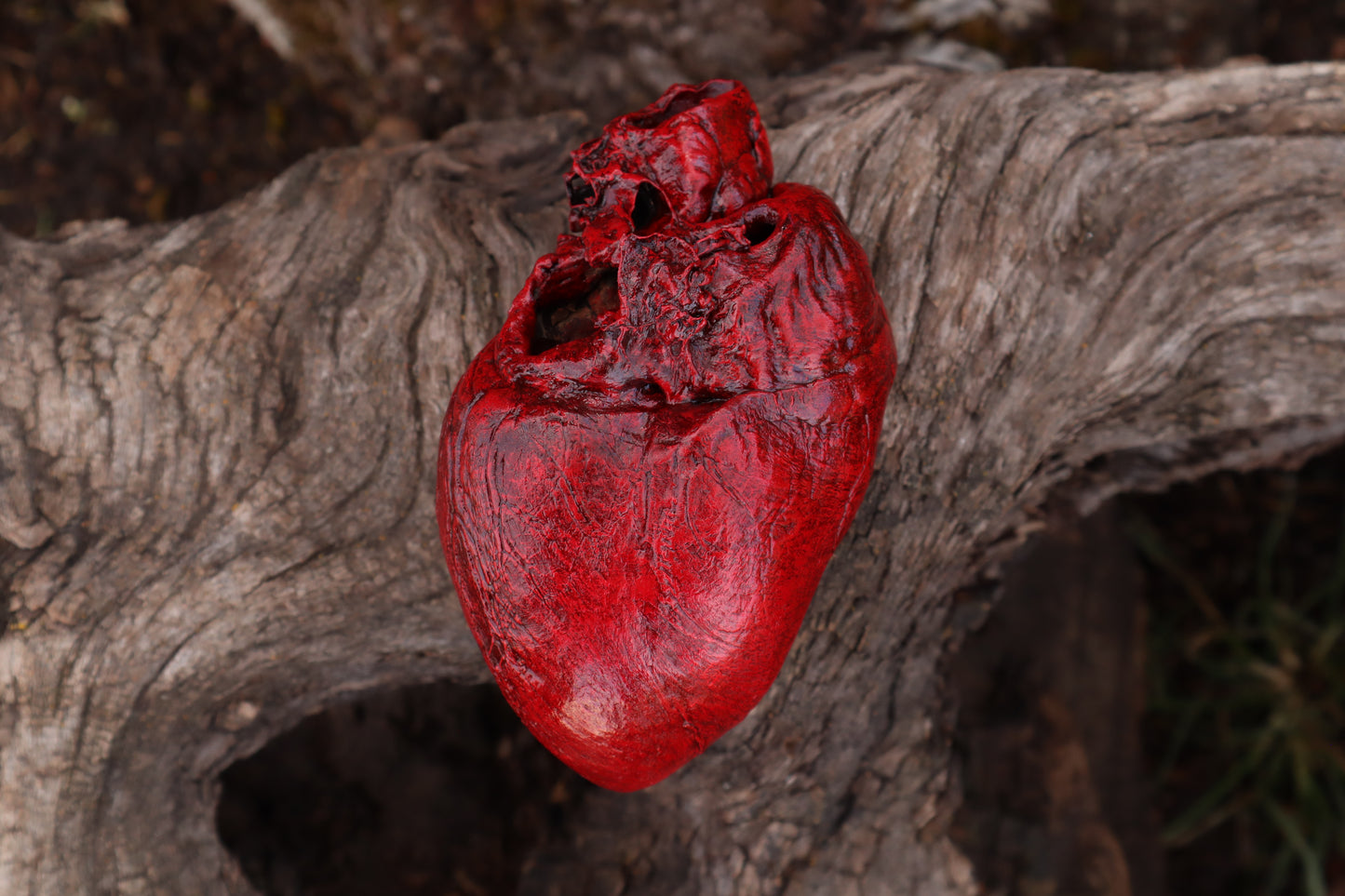 Dry Preserved Northern Rocky Mountain Timber Wolf Heart