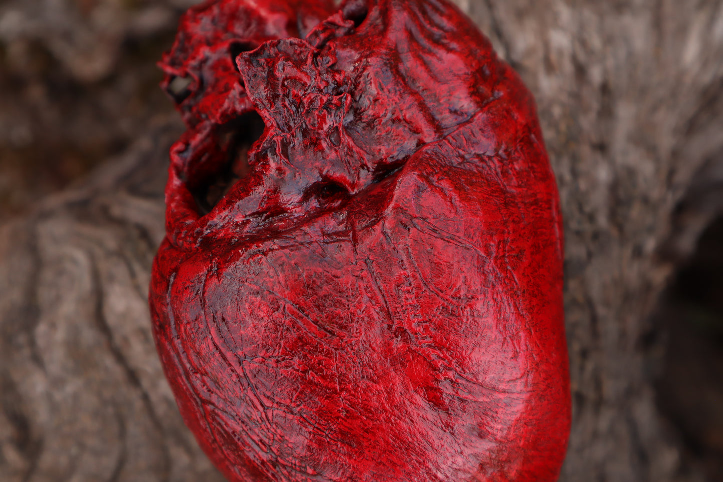 Dry Preserved Northern Rocky Mountain Timber Wolf Heart