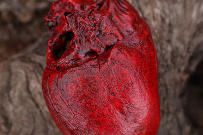 Dry Preserved Northern Rocky Mountain Timber Wolf Heart