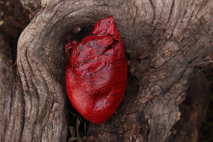 Dry Preserved Northern Rocky Mountain Timber Wolf Heart