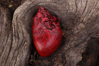 Dry Preserved Northern Rocky Mountain Timber Wolf Heart