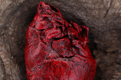 Dry Preserved Northern Rocky Mountain Timber Wolf Heart