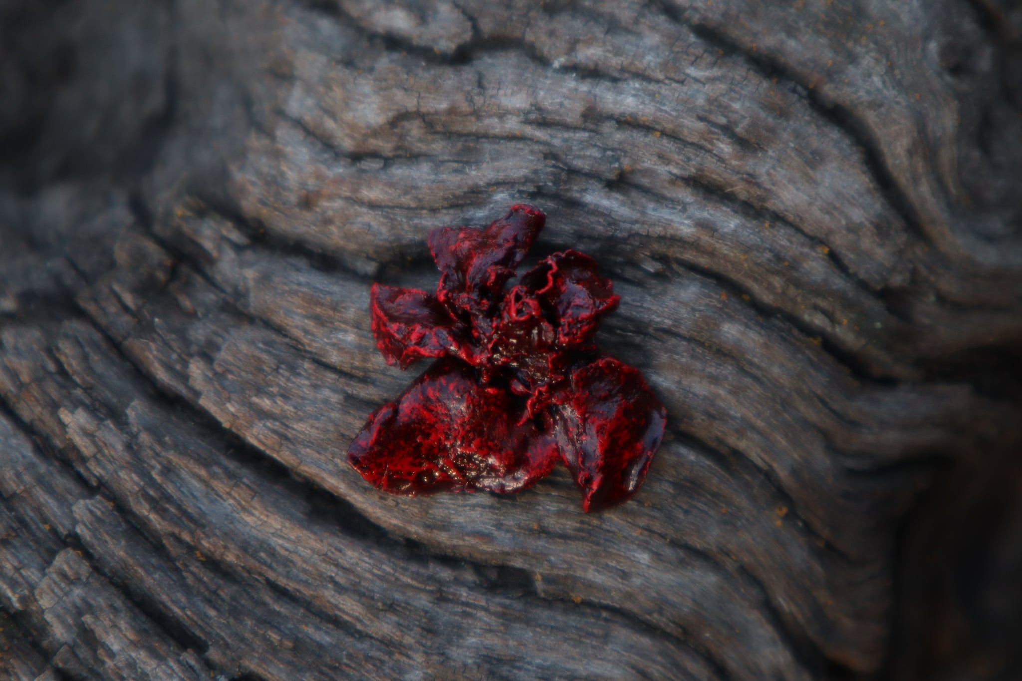 Dry Preserved Stillborn Kitten Lungs