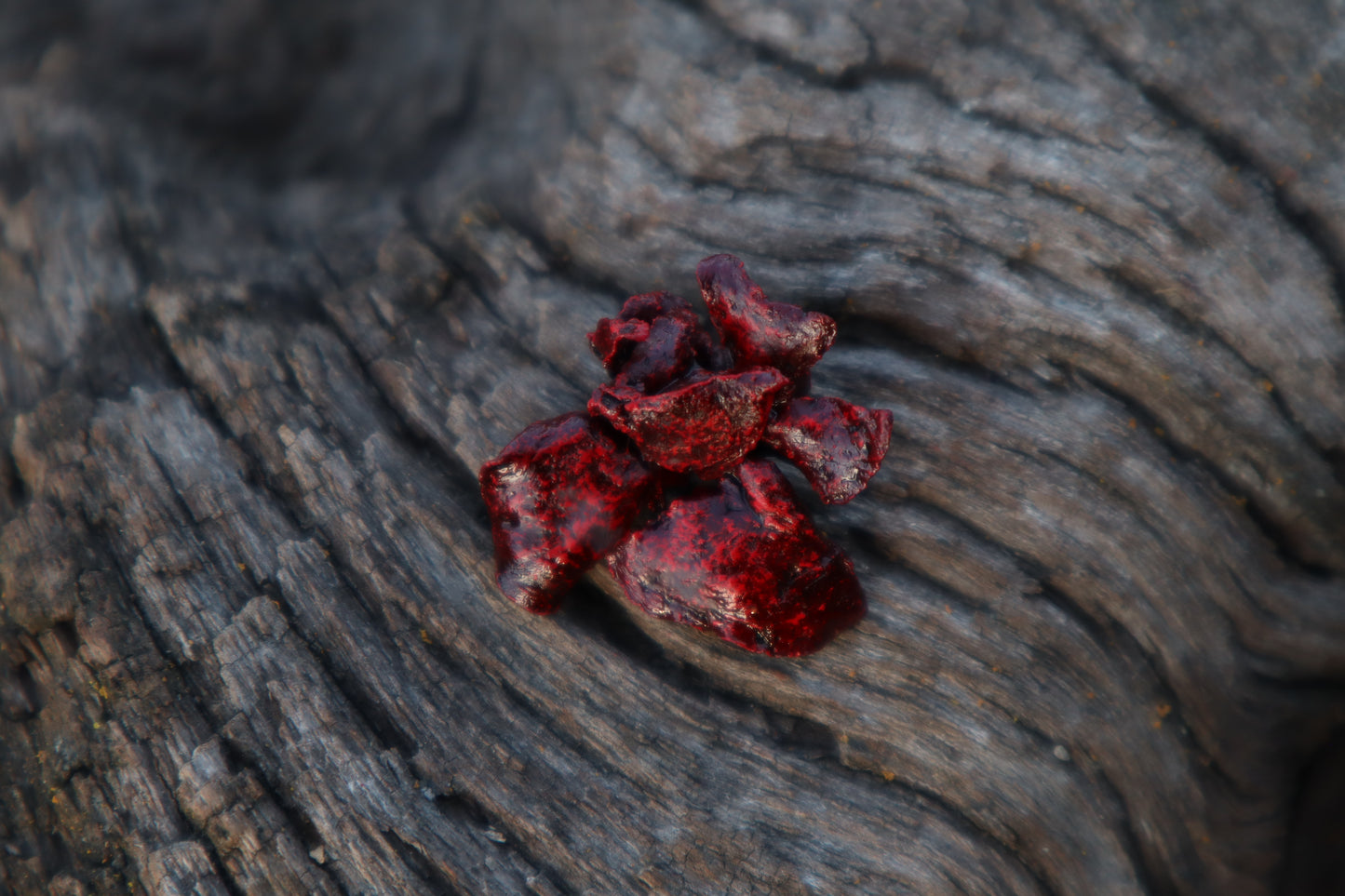 Dry Preserved Stillborn Kitten Lungs