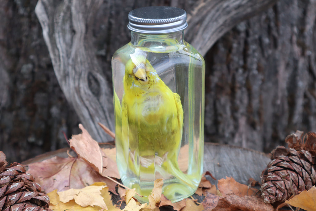 Parakeet Wet Specimen
