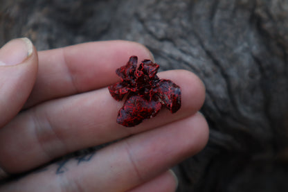 Dry Preserved Stillborn Kitten Lungs