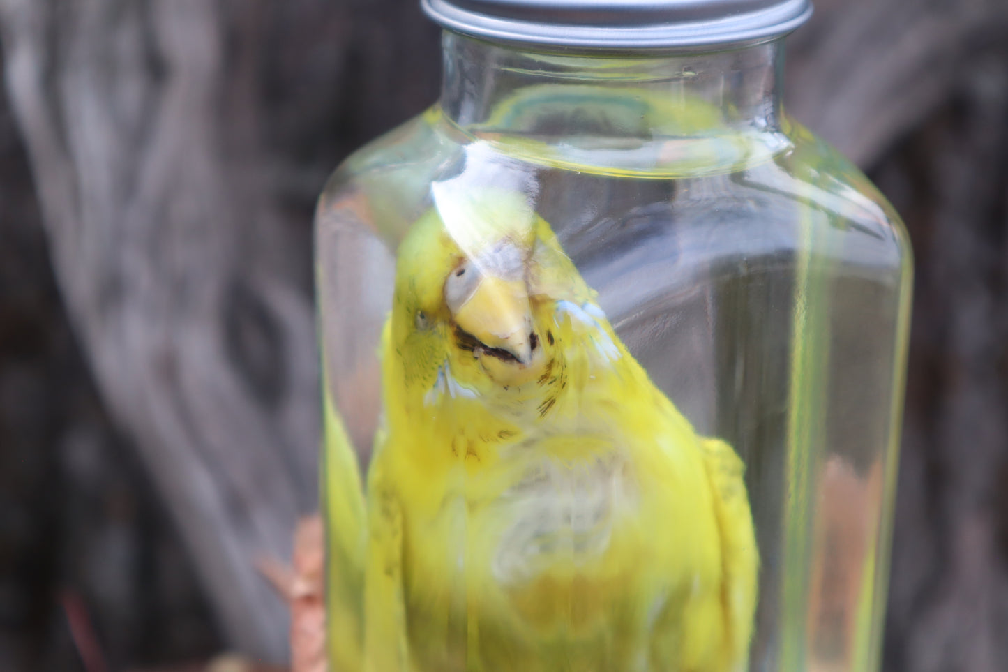 Parakeet Wet Specimen