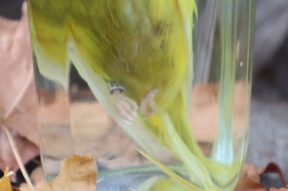 Parakeet Wet Specimen