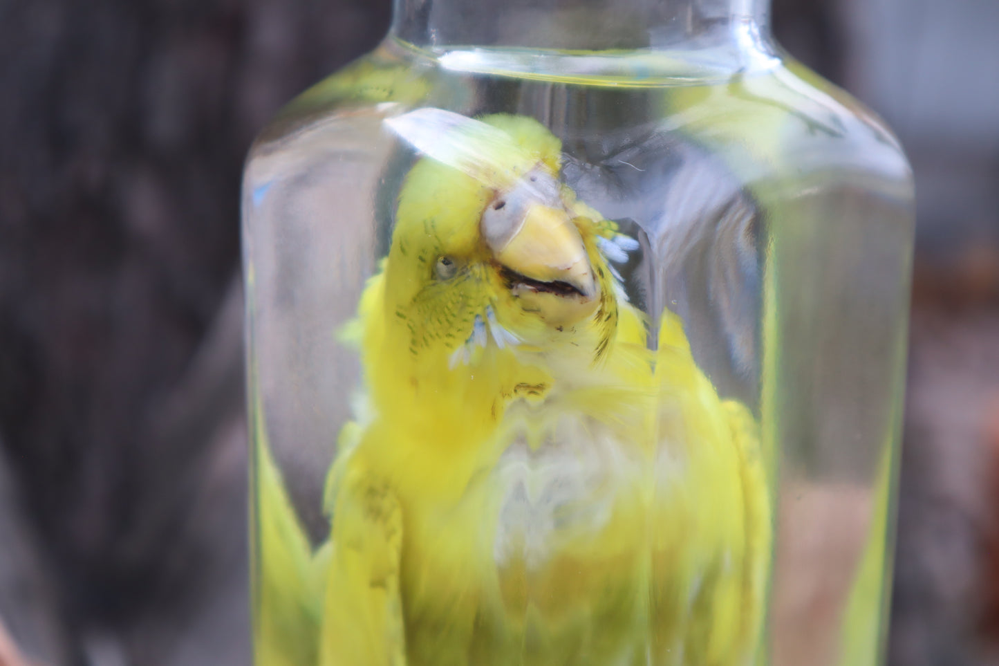 Parakeet Wet Specimen